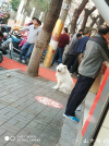 捕捉到一只萌萌哒白色萨摩耶，生活随处可见惊喜！